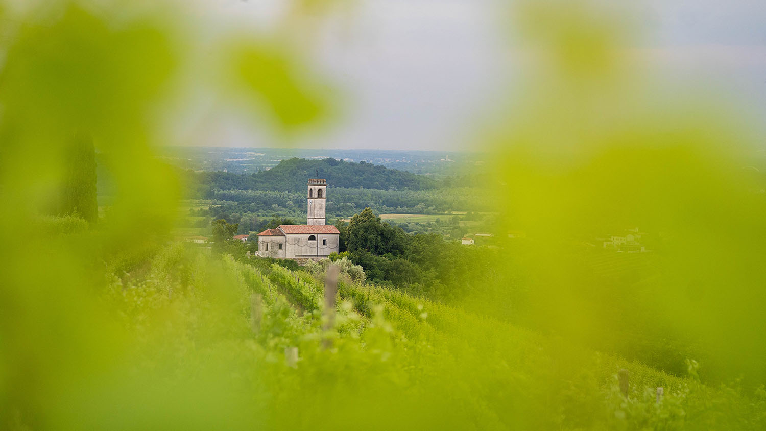 Vina Corada Domaine iz Goriških Brd