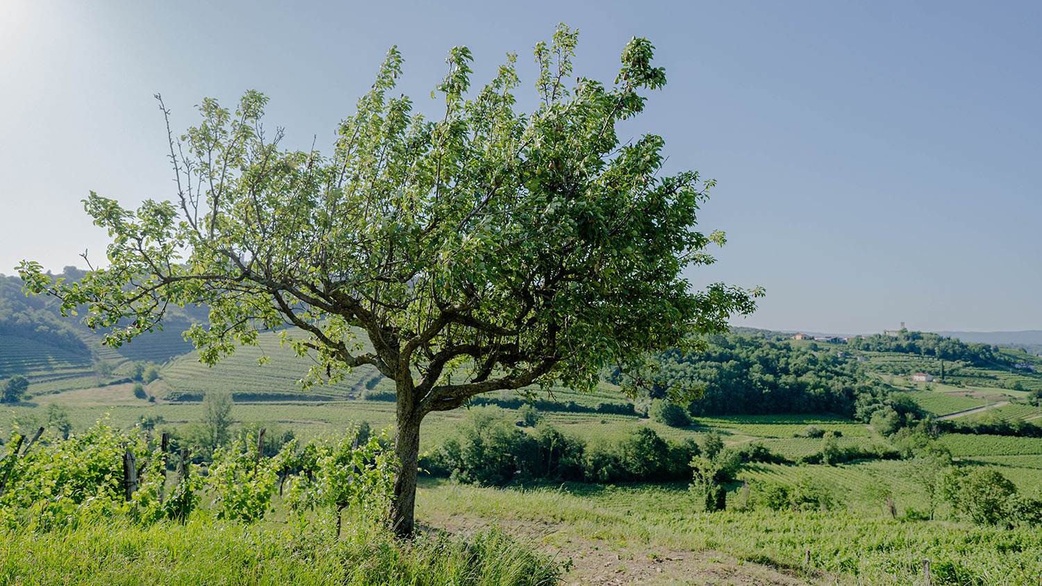 Corada Domaine vinska izkušnja v Goriških Brdih