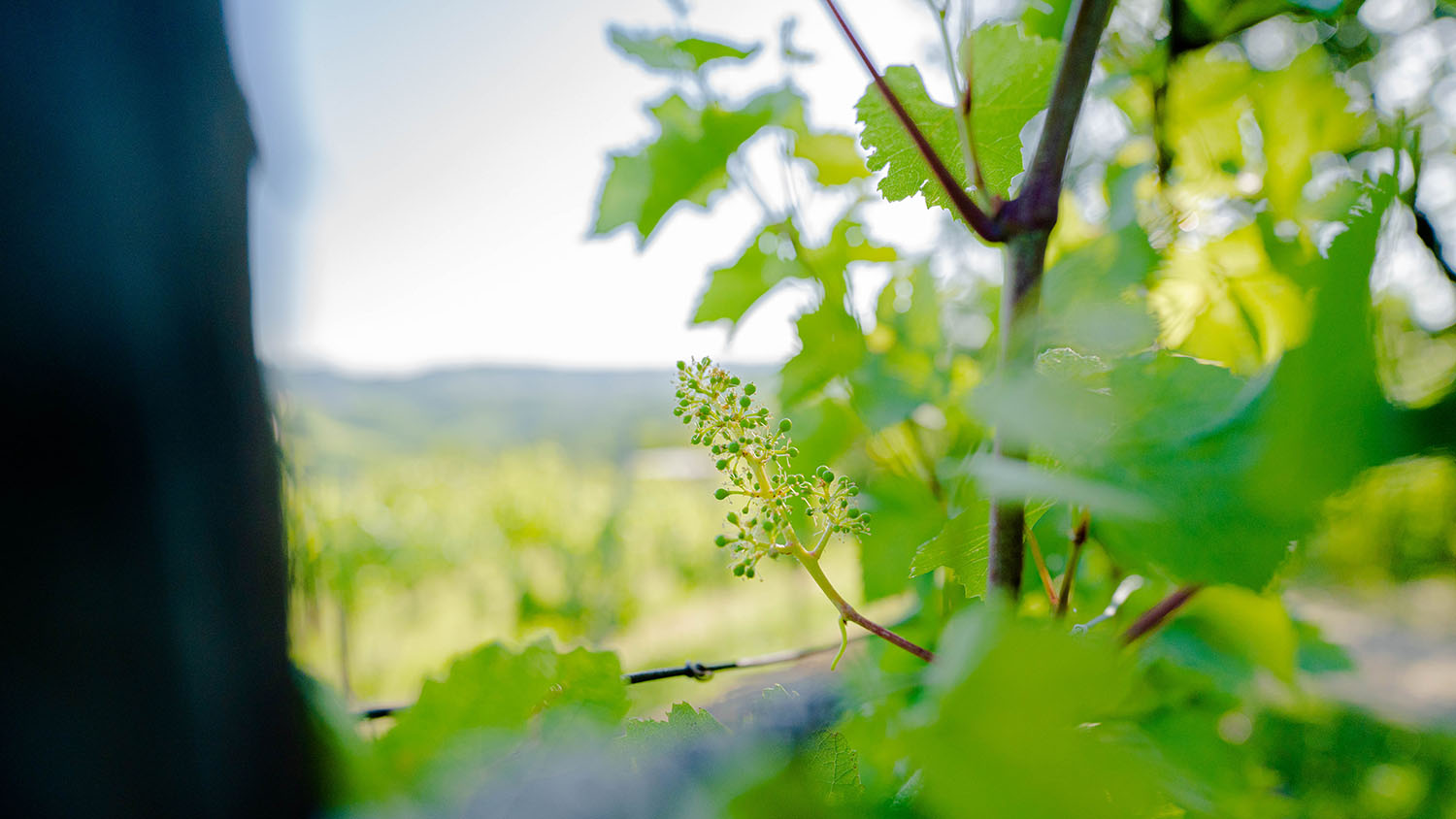 Corada Domaine buteljka vina Goriška Brda