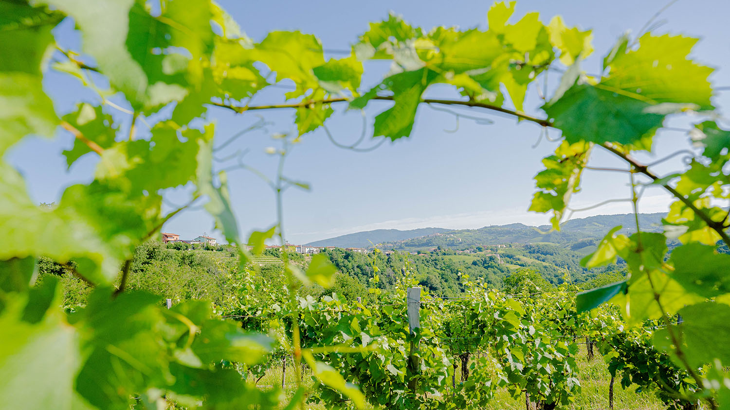 Vino Corada Domaine v premium vinskem ambientu