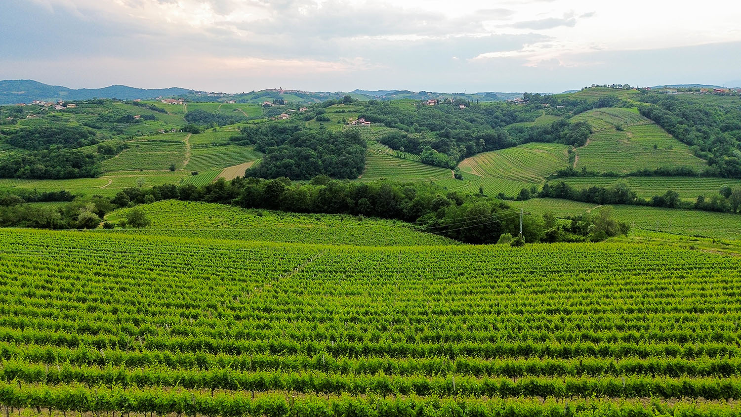 Corada Domaine vina iz briškega terroirja