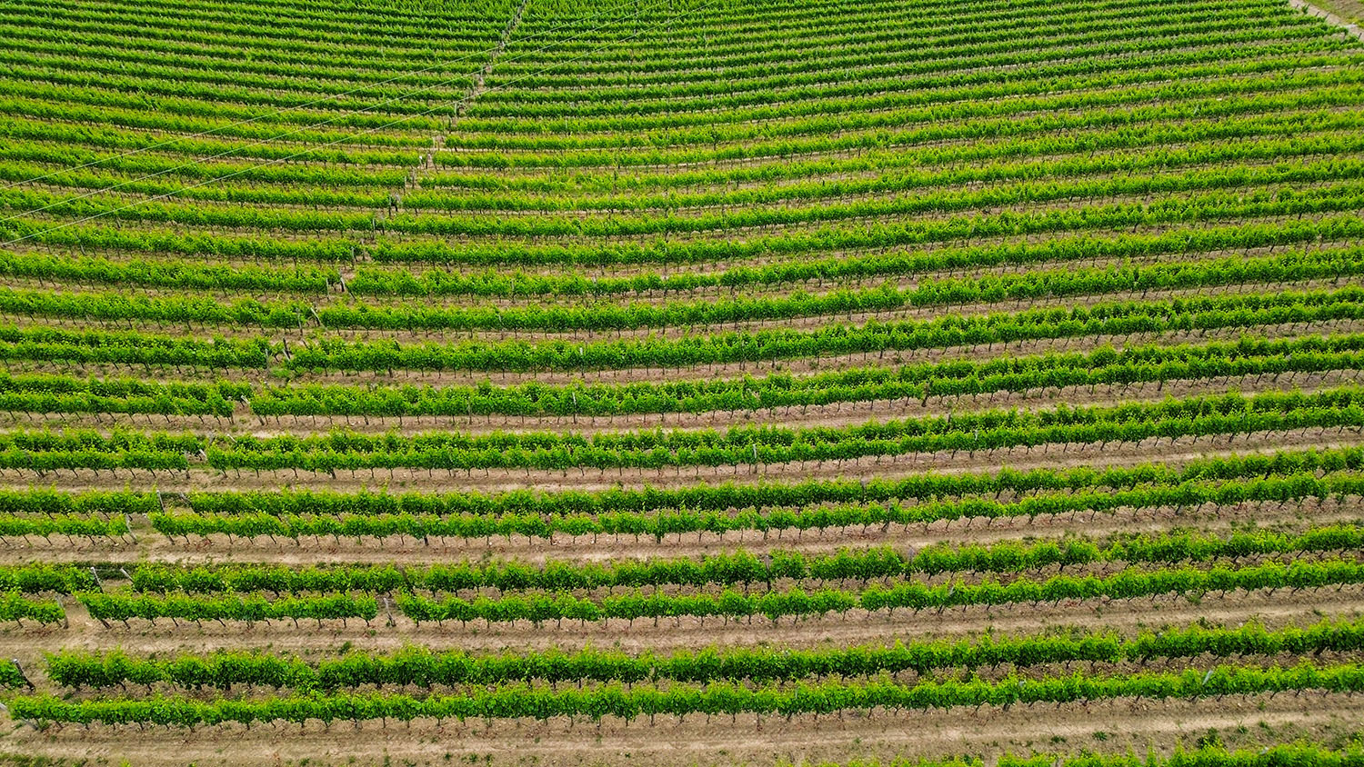 Vinska kolekcija Corada Domaine Goriška Brda