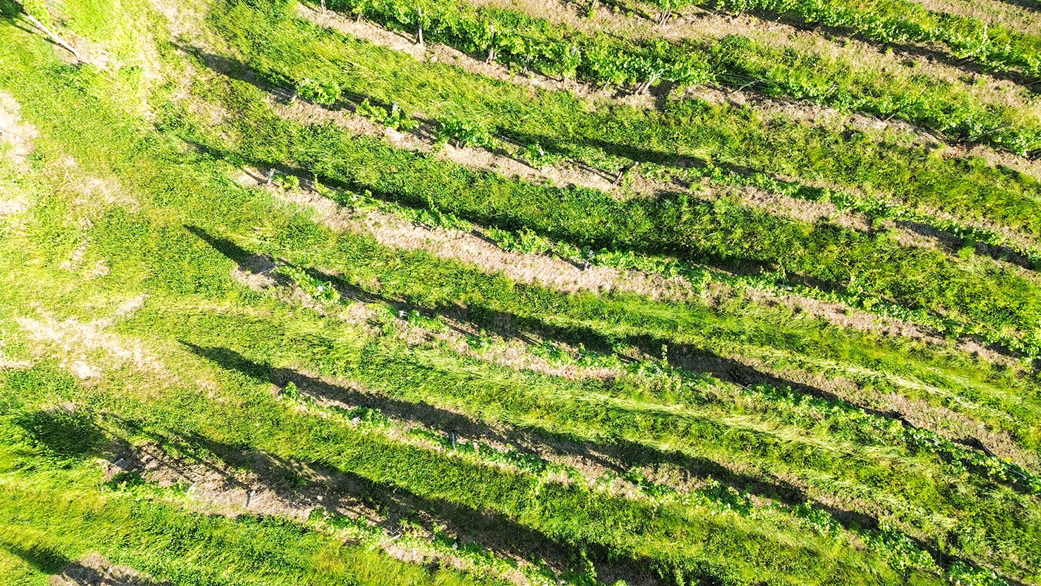 Premium vina Corada Domaine iz Goriških Brd