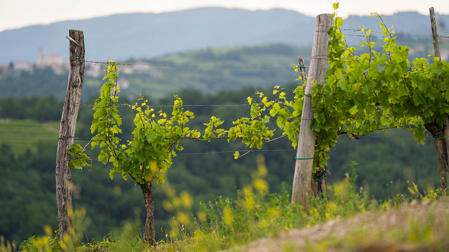Buteljka vina Corada Domaine Goriška Brda