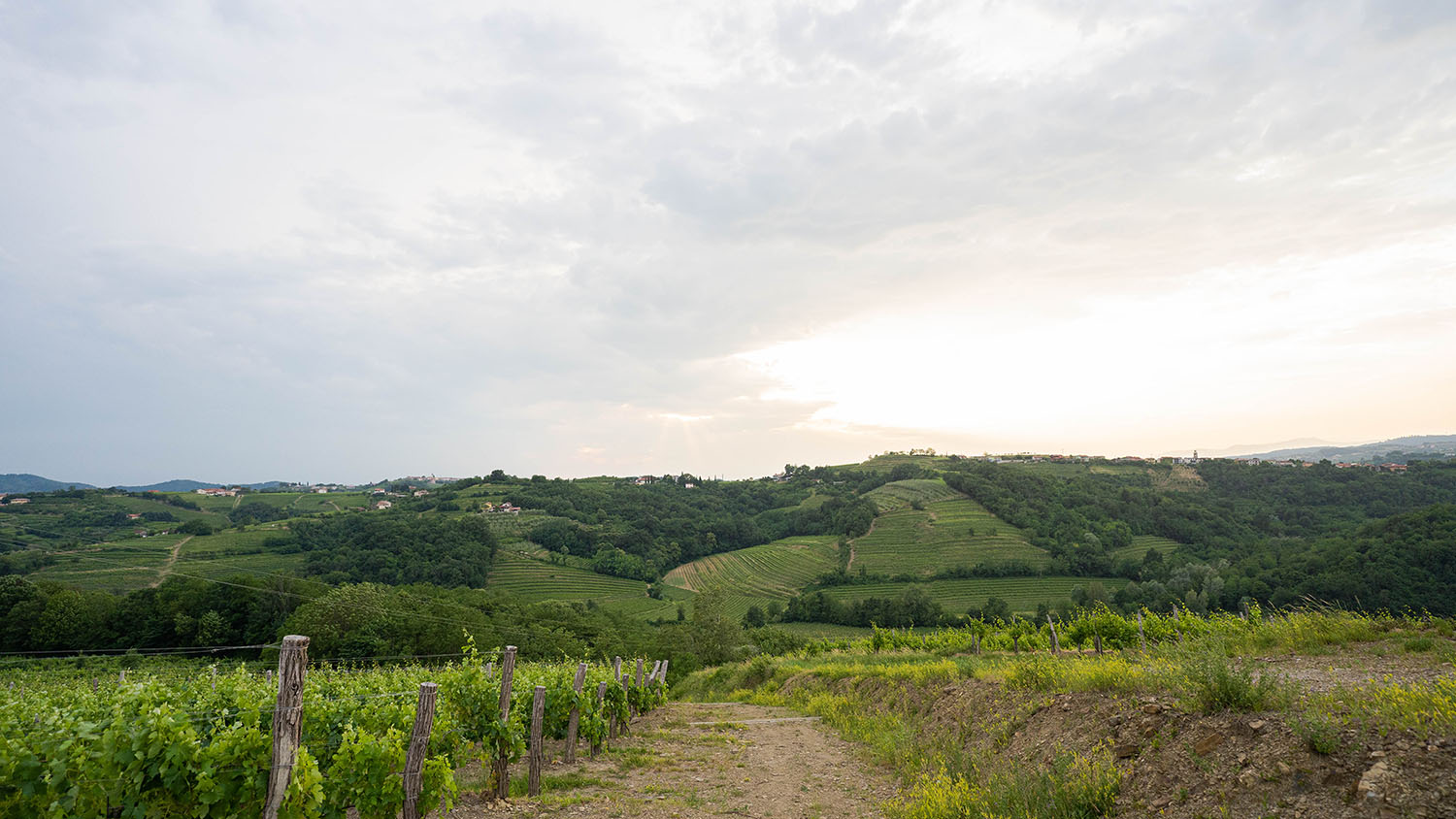 Premium vino Corada Domaine iz briških vinogradov