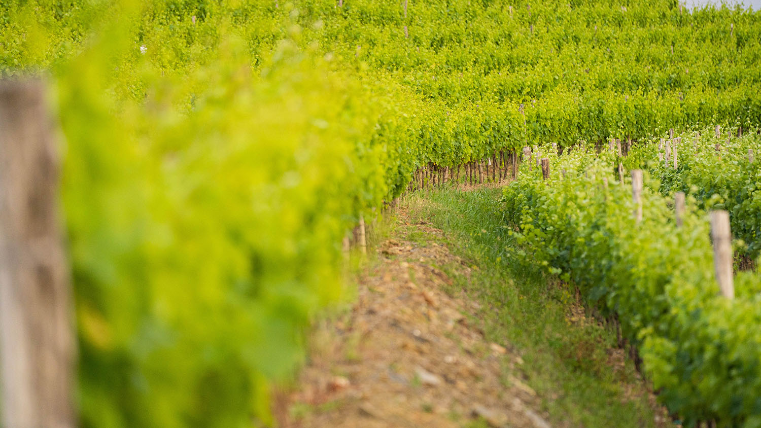 Vinska zgodba Corada Domaine v Goriških Brdih