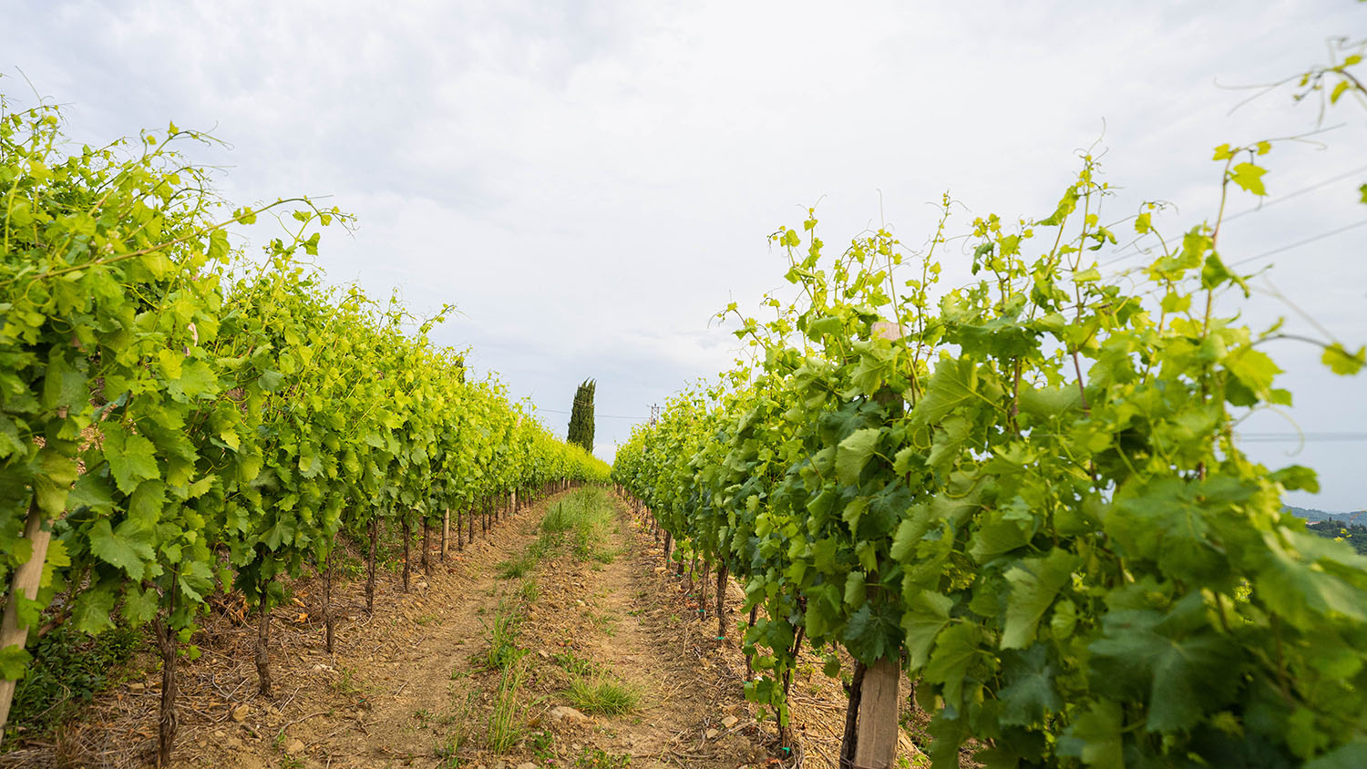 Corada Domaine vino in eleganca Goriških Brd