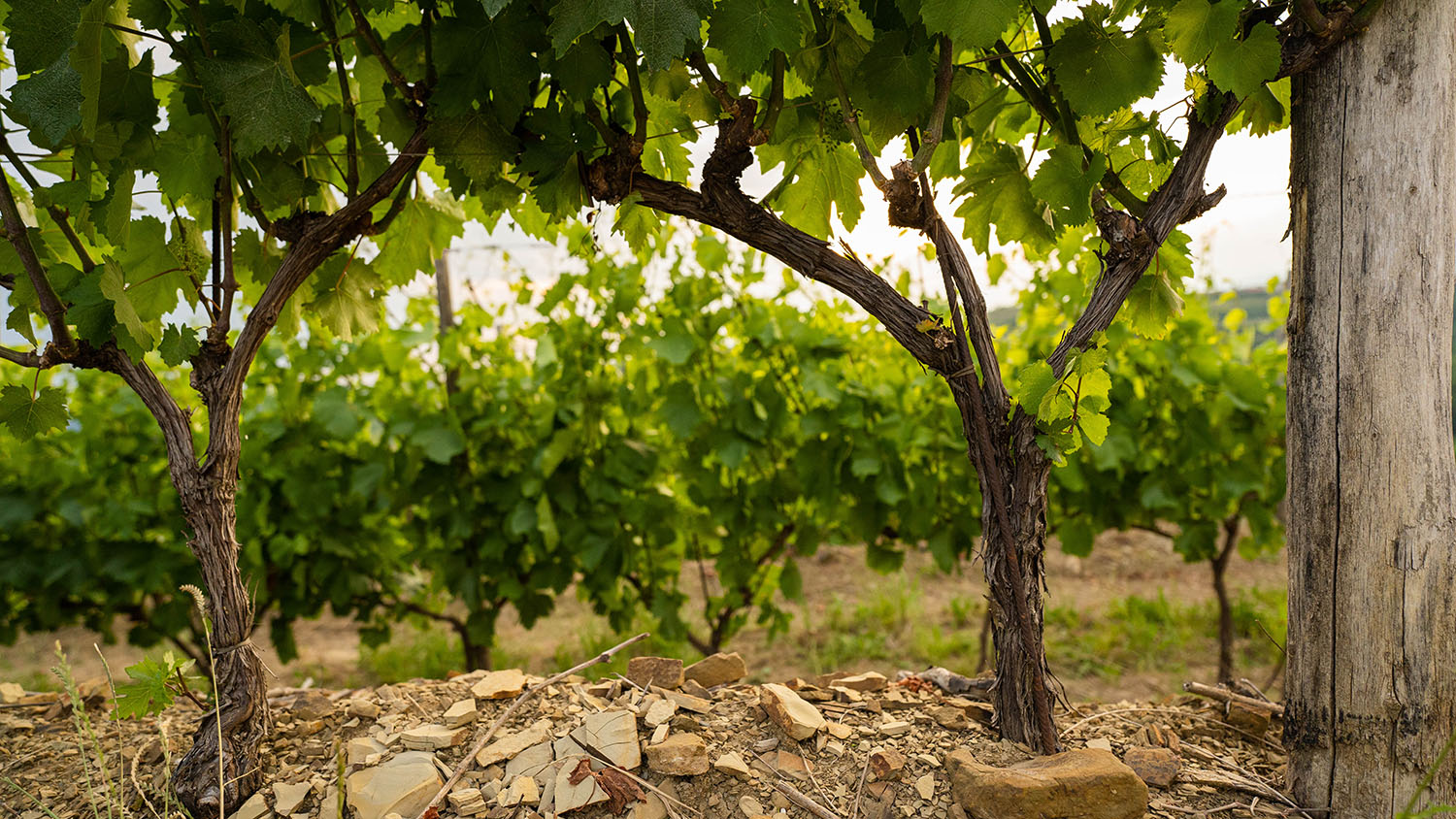 Detajl vina Corada Domaine iz Goriških Brd