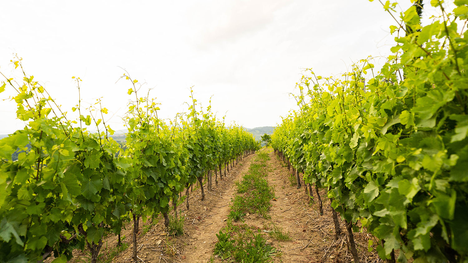 Buteljke Corada Domaine v ambientu Goriških Brd