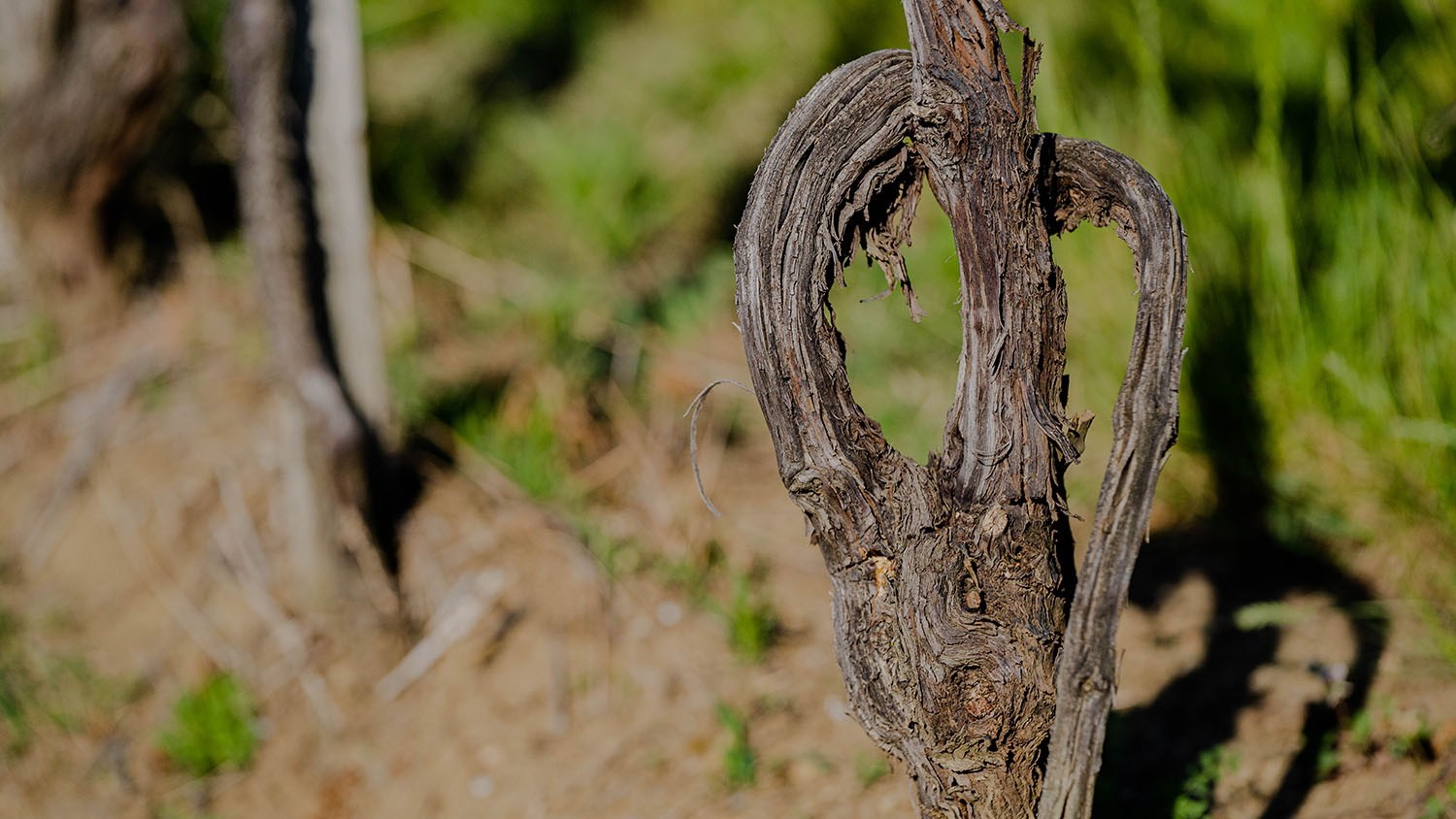 Vina Corada Domaine in briška vinska tradicija